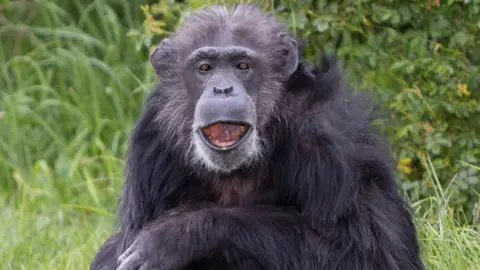 Will Amlot/Whipsnade Zoo/PA Wire Koko smiling and looking directly at the camera.