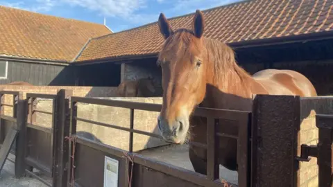 Horse in a stable