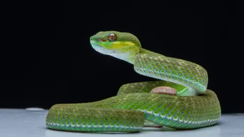 Getty Images A green snake