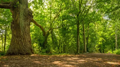 Getty Images Woodland