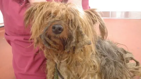 RSPCA Poppy the Yorkshire terrier