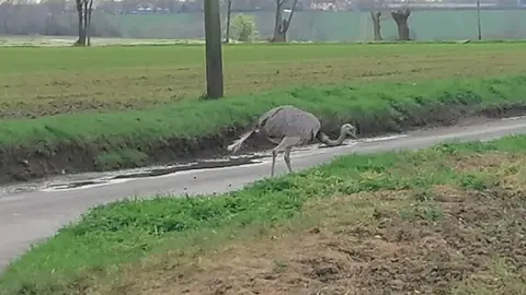 Andrew Cherry Chris the rhea walking along a road in Suffolk