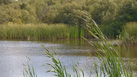 Martin Giles/BBC Catfield Fen