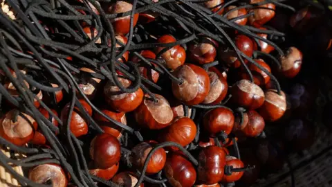 PA Media Conkers the annual World Conker Championships