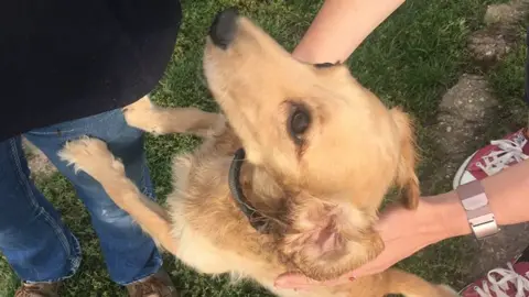 Warwickshire Fire and Rescue Service Alfie free