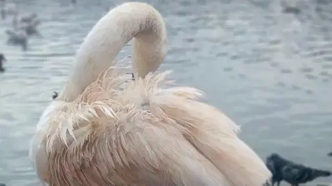 RSPCA Swan's feathers turn pink