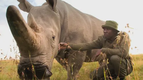 The northern white rhino