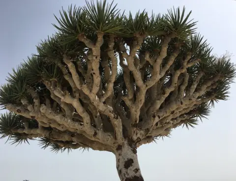 Frank Gardner/BBC A Dragon's Blood Tree in Socotra