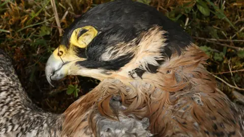 RSPB Peregrine found poisoned