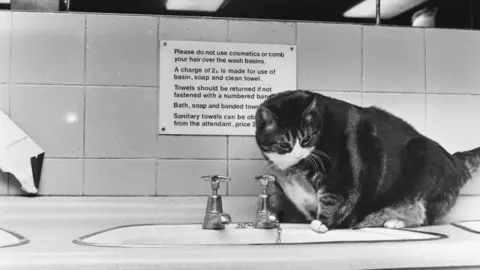 Getty Images Tiddles perches beside a sink in the public toilets at London's Paddington Station. September 1978.