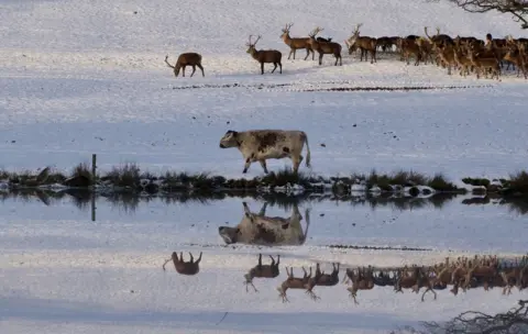 Peter Gunton Reflections on the top pond featuring the the Longhorn Cattle and Red Deer