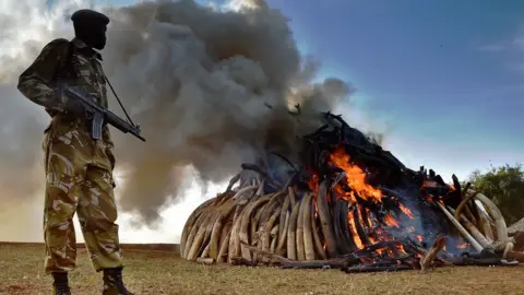 Getty Images Ivory being burned in Kenya