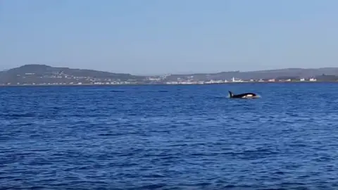 Chris Denovan Killer whale in the Clyde