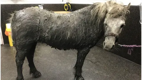 RSPCA Rescued horse