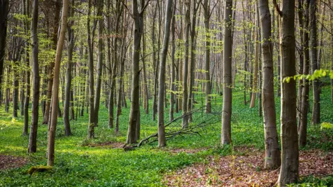 Getty Images a young broadleaf woodland