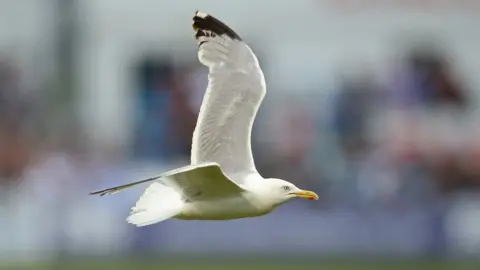 Getty Images Seagull