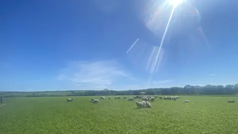 Bryn Perry Sheep in a sunny field