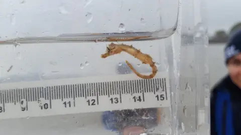 ZSL Seahorse