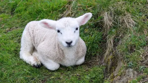 Getty Images Lamb