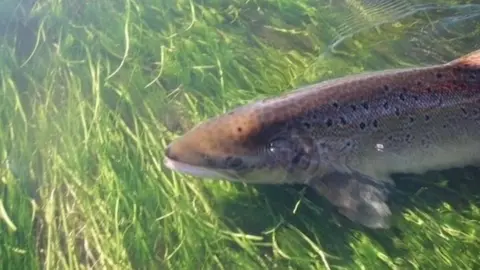 Game and Wildlife Conservation Trust Atlantic salmon