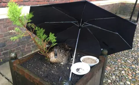 Prof William Sutherland Duck under an umbrella