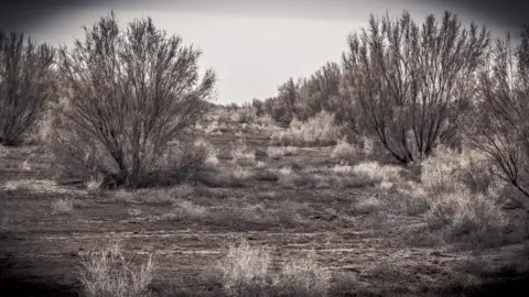 BBC Saxaul trees on the Aral Sea bed in Uzbekistan by Paul Ivan Harris