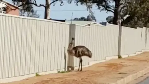 Reuters One of the thirsty emus that flock to Australian outback mining town is seen as drought deepens, Broken Hill, New South Wales, Australia on 16 August 2018