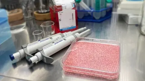 Scientists grow 'meaty' rice hybrid food for protein kick