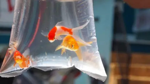 RSPCA Goldfish in a bag