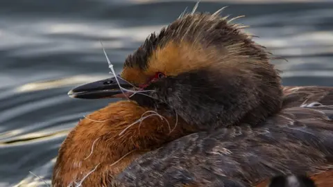 Joe Chowaniec A horned grebe with fishing line tangled around its bill