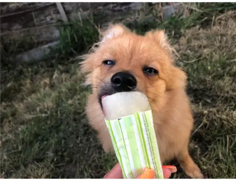 @LusiannaMarie dog with ice lolly