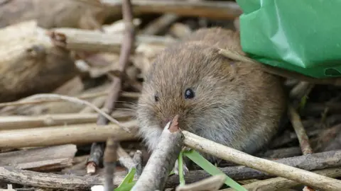 Cardiff Rivers Groups A water vole hides amid the rubbish on the banks of the River Rhymney