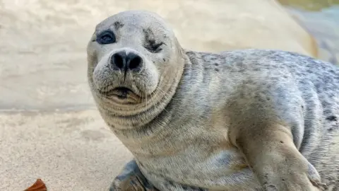 Cornwall Seal Sanctuary Seal Babyface