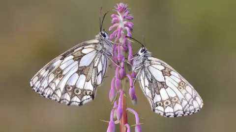 Mark Searle/Butterfly Conservation Marbled white