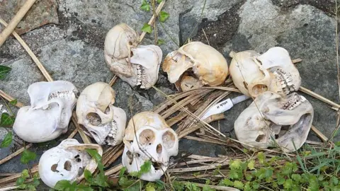 Devon and Cornwall Police Monkey skulls