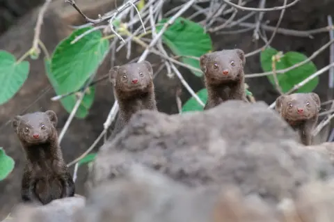 Asaf Sereth Four mongoose looking up with wide eyes