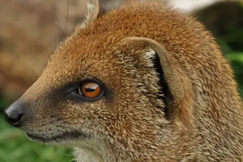 Chris Roberts Mongoose at Cotswold Wildlife Park