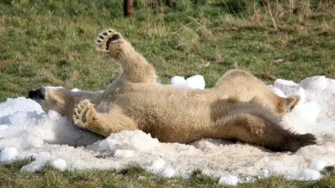 PA Polar bear at Yorkshire Wildlife Park