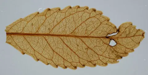 Jennifer Bannister / Uni Otago Miocene leaf