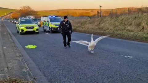 Wiltshire Police Cygnet being chased by police officer on the A361 near Devizes