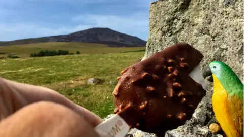 Snowdonia Dave Bird pecking on a lolly in Llanaelhaearn