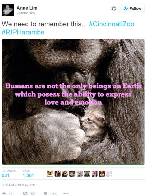 How a dead gorilla became the meme of 2016 - BBC News