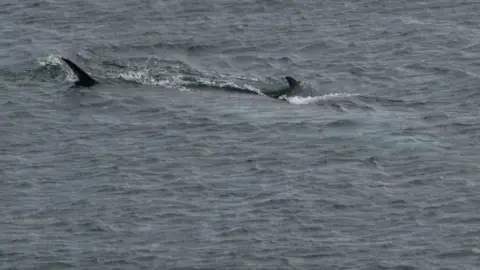 Mike Kelly Minke Whale mother and calf