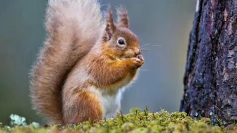 Getty Images Red squirrel