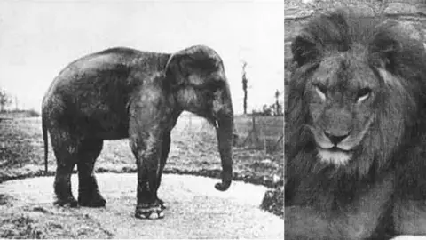 Kidlington & District Historical Society Rosie the elephant and Hanno the lion