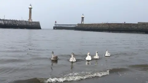 RSPCA Whitby swans