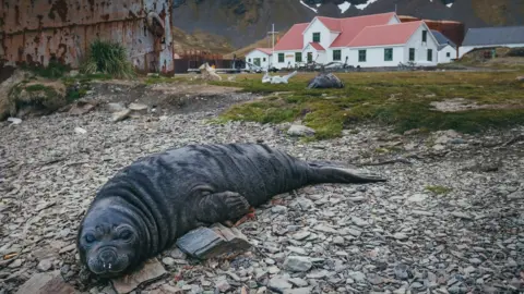 Getty Images An elephant seal pup in front of the South Georgia Museum in Grytviken