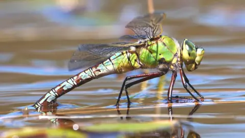 Dave Smallshire Emperor dragonfly