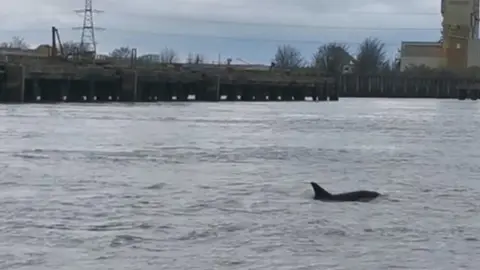 Dolphins in the River Thames, Northfleet