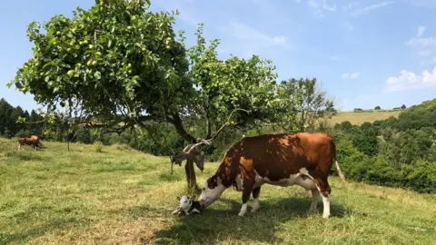 Chicken Girl Cow and a calf under a tree in Mapleton, Derbyshire